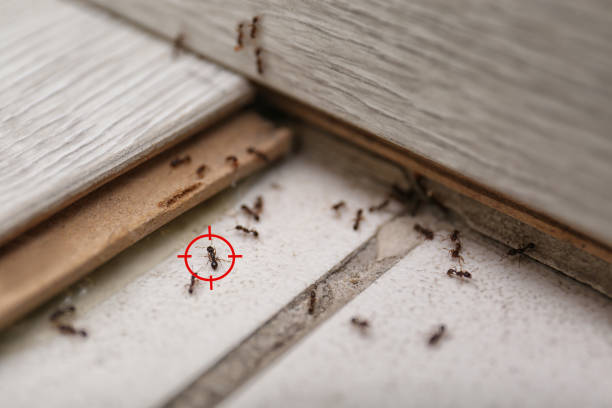 Best Exterminator Services  in Clarksville, IA