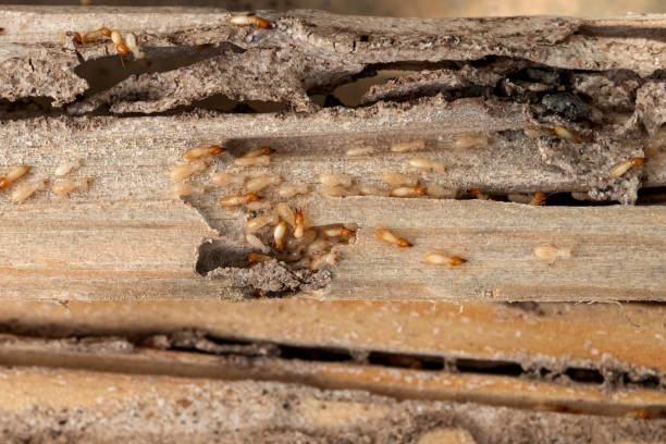 Best Best Pest Control Companies  in Clarksville, IA