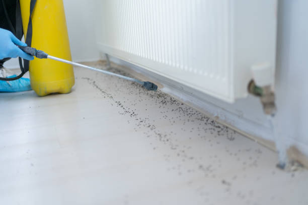 Best Termite Control Services  in Clarksville, IA